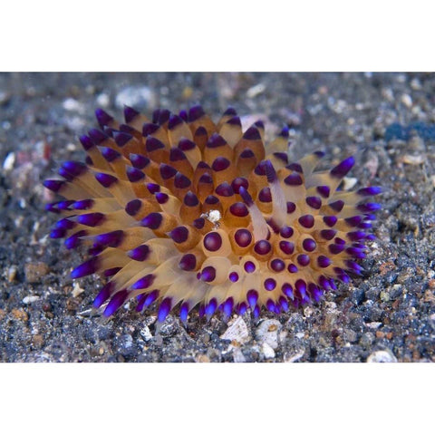 Tiny crab on nudibanch, Lembeh Strait, Indonesia Black Modern Wood Framed Art Print by Shimlock, Jones