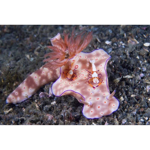 Indonesia, Two Coleman shrimp on nudibranch Black Modern Wood Framed Art Print by Shimlock, Jones