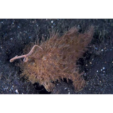 Indonesia, A hairy frogfish using its lure Gold Ornate Wood Framed Art Print with Double Matting by Shimlock, Jones