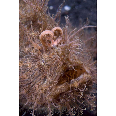 Indonesia, Hairy frogfish that uses its lure Black Modern Wood Framed Art Print with Double Matting by Shimlock, Jones