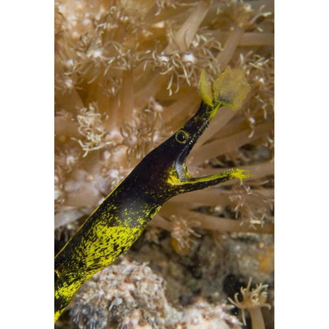 Indonesia, Sulawesi Island A ribbon eel White Modern Wood Framed Art Print by Shimlock, Jones