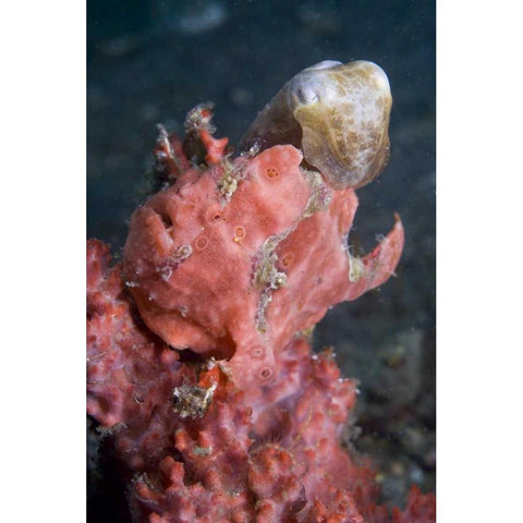 Indonesia A pygmy cuttlefish and frogfish White Modern Wood Framed Art Print by Shimlock, Jones