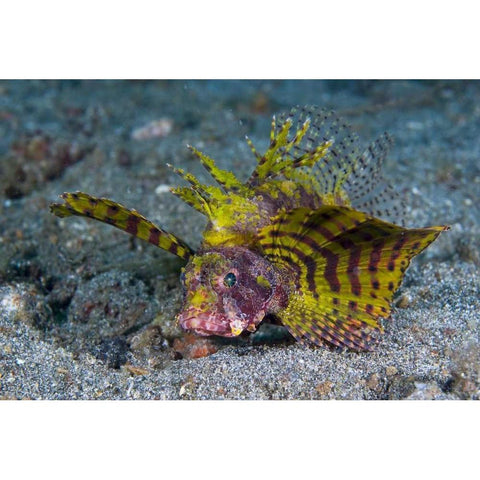 Indonesia, Lembeh Strait Red dwarf lionfish Black Modern Wood Framed Art Print by Shimlock, Jones