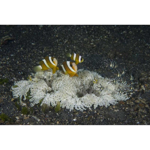 Indonesia, A ringed anemone community Black Modern Wood Framed Art Print with Double Matting by Shimlock, Jones