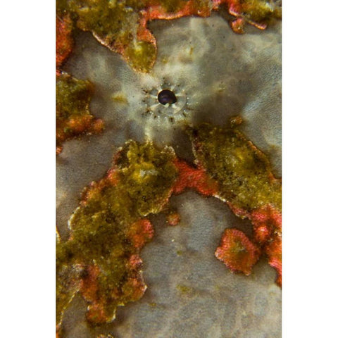 Indonesia, Sulawesi Isl, Lembeh Strait Frogfish White Modern Wood Framed Art Print by Shimlock, Jones