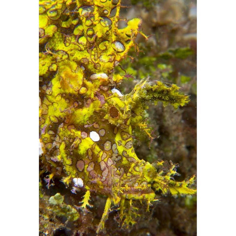 Indonesia, Sulawesi Isl, Rhinopias scorpionfish White Modern Wood Framed Art Print by Shimlock, Jones