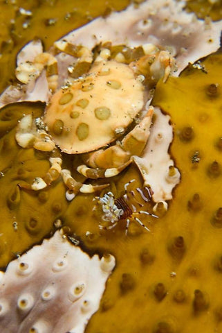 Indonesia, A swimming crab and bumble-bee shrimp White Modern Wood Framed Art Print with Double Matting by Shimlock, Jones