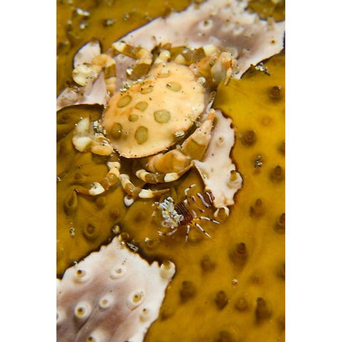 Indonesia, A swimming crab and bumble-bee shrimp Black Modern Wood Framed Art Print by Shimlock, Jones