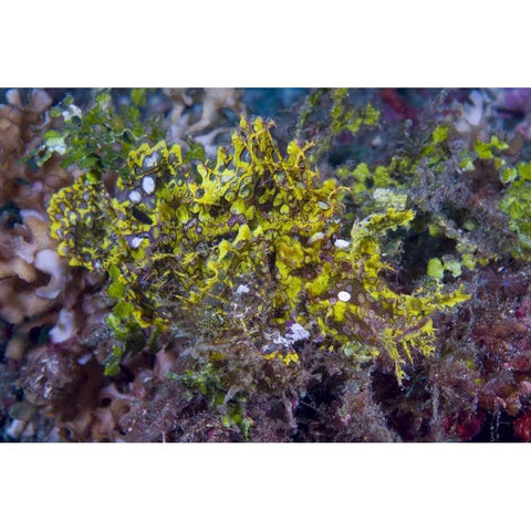 Indonesia, Sulawesi Isl, Rhinopias scorpionfish Black Modern Wood Framed Art Print with Double Matting by Shimlock, Jones