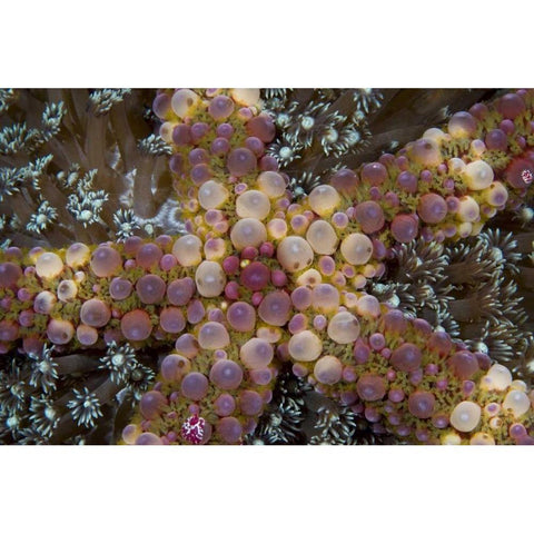 Indonesia, Sulawesi Island An exotic starfish Black Modern Wood Framed Art Print by Shimlock, Jones