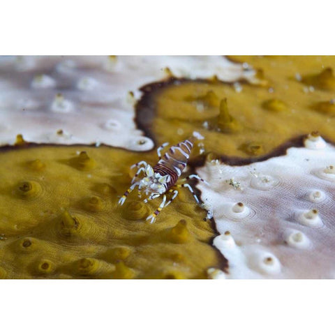 Indonesia, Lembeh Strait Bumble-bee shrimp Gold Ornate Wood Framed Art Print with Double Matting by Shimlock, Jones