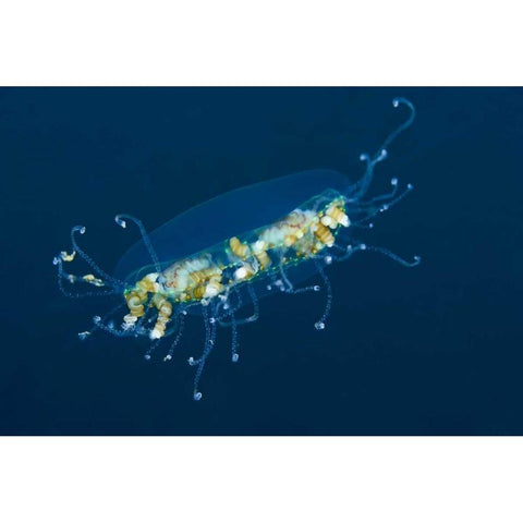 Indonesia, Lembeh Strait Adult jellyfish Black Modern Wood Framed Art Print by Shimlock, Jones