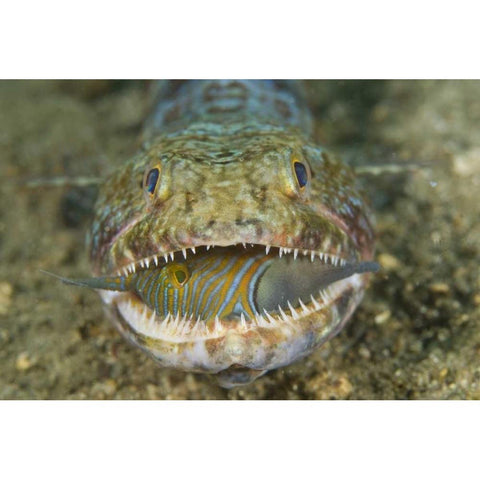 Lizardfish eating, Sulawesi Island, Indonesia White Modern Wood Framed Art Print by Shimlock, Jones