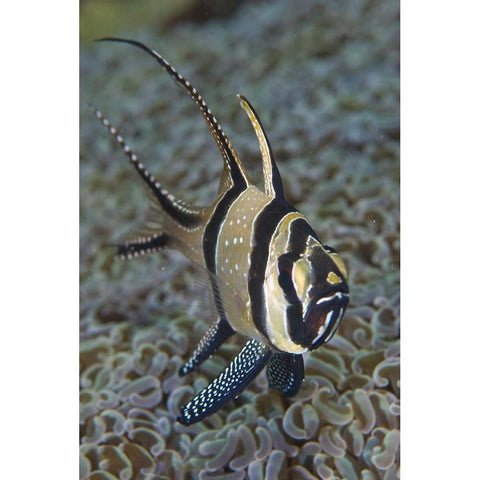 Banggai cardinalfish, Sulawesi Island, Indonesia Black Modern Wood Framed Art Print by Shimlock, Jones