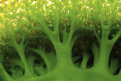 Large sea squirt, Buyat, Sulawesi, Indonesia Black Ornate Wood Framed Art Print with Double Matting by Shimlock, Jones