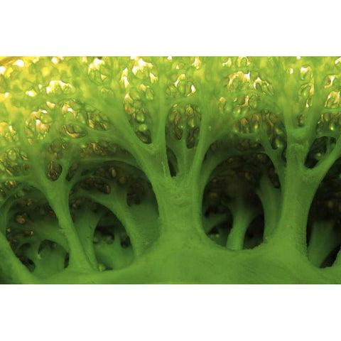 Large sea squirt, Buyat, Sulawesi, Indonesia Black Modern Wood Framed Art Print by Shimlock, Jones