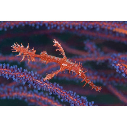 Pipefish among sea whips, Triton Bay, Indonesia Black Modern Wood Framed Art Print with Double Matting by Shimlock, Jones