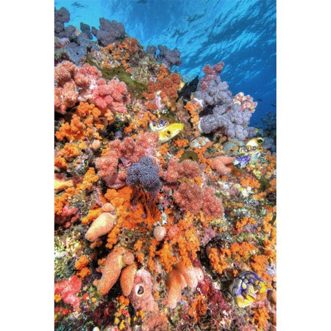 Indonesia, Papua Vibrant coral Reef Scenic Black Modern Wood Framed Art Print with Double Matting by Shimlock, Jones