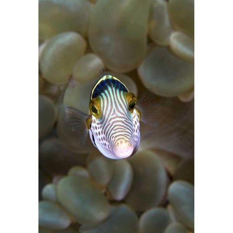 Front close-up of pufferfish, Ambon, Indonesia Black Modern Wood Framed Art Print by Shimlock, Jones