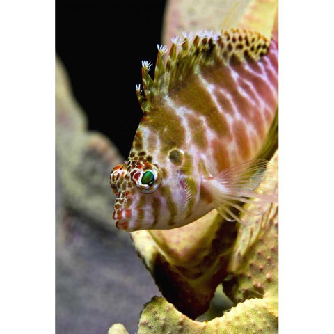 Hawkfish among corals, Ambon, Indonesia Black Modern Wood Framed Art Print by Shimlock, Jones