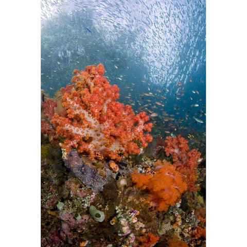 Fish swims by coral, Triton Bay, Papua, Indonesia Gold Ornate Wood Framed Art Print with Double Matting by Shimlock, Jones