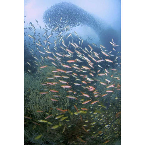 Schooling fish over black coral, Papua, Indonesia White Modern Wood Framed Art Print by Shimlock, Jones