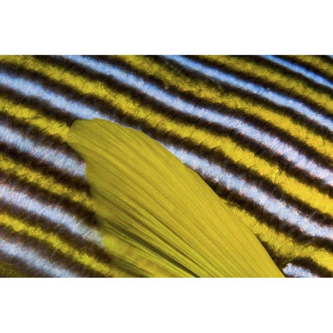 Sweetlip scales, Fak Fak, Papua, Indonesia Gold Ornate Wood Framed Art Print with Double Matting by Shimlock, Jones