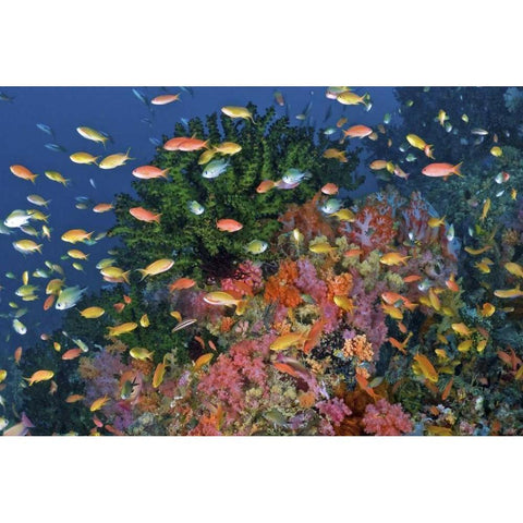 Reef scenic, Triton Bay, Papua, Indonesia Black Modern Wood Framed Art Print with Double Matting by Shimlock, Jones