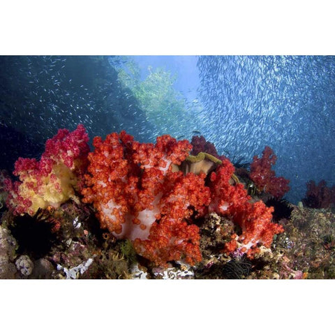 Baitfish swim past coral, Papua, Indonesia Black Modern Wood Framed Art Print by Shimlock, Jones