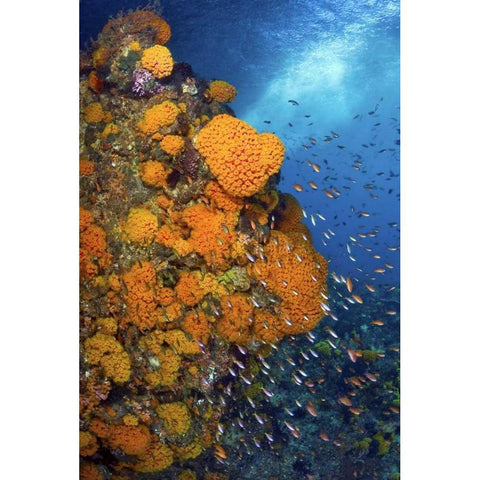 Fusiliers and anthias, Fak Fak, Papua, Indonesia Black Modern Wood Framed Art Print by Shimlock, Jones