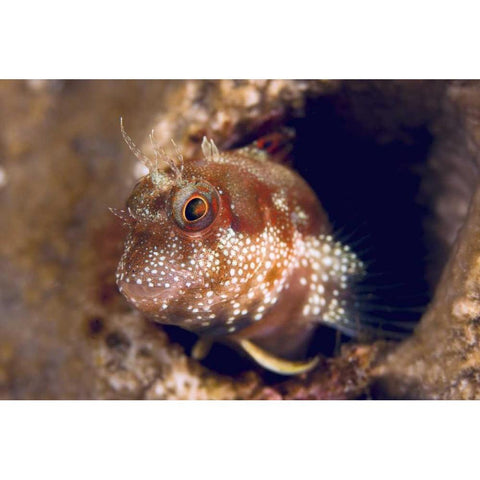 Blenny fish, Triton Bay, Papua, Indonesia Black Modern Wood Framed Art Print by Shimlock, Jones