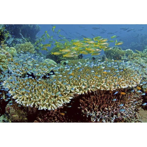 Damselfish and snappers, Misool, Papua, Indonesia Gold Ornate Wood Framed Art Print with Double Matting by Shimlock, Jones