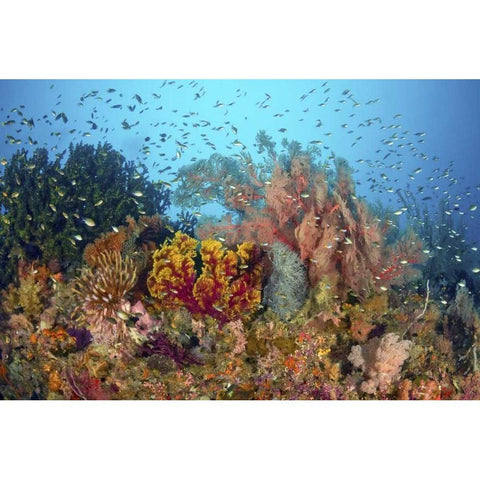 Diverse reef life, Misool, Raja Ampat, Indonesia White Modern Wood Framed Art Print by Shimlock, Jones