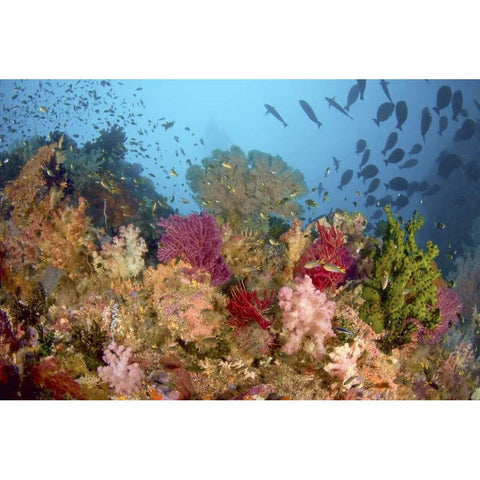 Diverse reef life, Misool, Raja Ampat, Indonesia Gold Ornate Wood Framed Art Print with Double Matting by Shimlock, Jones