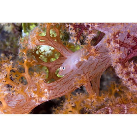 Goby fish in soft corals, Papua, Indonesia Black Modern Wood Framed Art Print with Double Matting by Shimlock, Jones