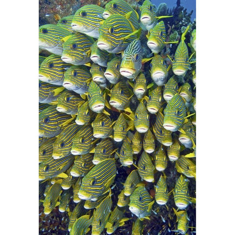Sweetlip fish, Raja Ampat, Papua, Indonesia Black Modern Wood Framed Art Print by Shimlock, Jones
