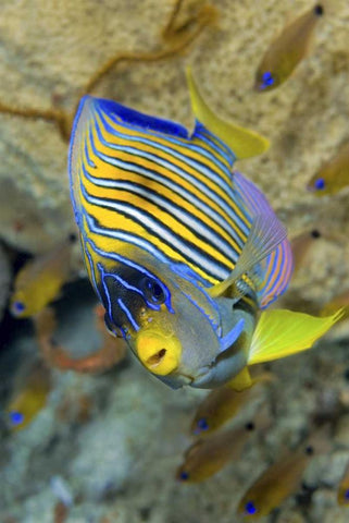 Angelfish, Raja Ampat, Papua, Indonesia White Modern Wood Framed Art Print with Double Matting by Shimlock, Jones