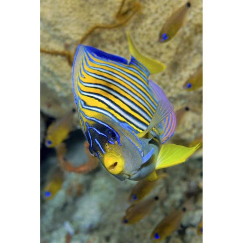 Angelfish, Raja Ampat, Papua, Indonesia Black Modern Wood Framed Art Print by Shimlock, Jones