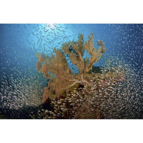 Sweeper fish school and sea fan, Papua, Indonesia Black Modern Wood Framed Art Print with Double Matting by Shimlock, Jones