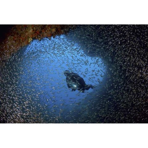 Baitfish and diver at cave, Papua, Indonesia White Modern Wood Framed Art Print by Shimlock, Jones