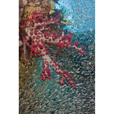 Baitfish around soft coral, Papua, Indonesia White Modern Wood Framed Art Print by Shimlock, Jones