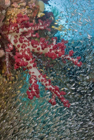 Baitfish around soft coral, Papua, Indonesia Black Ornate Wood Framed Art Print with Double Matting by Shimlock, Jones