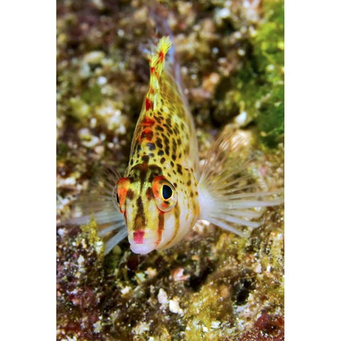 Colorful hawkfish, Raja Ampat, Papua, Indonesia White Modern Wood Framed Art Print by Shimlock, Jones