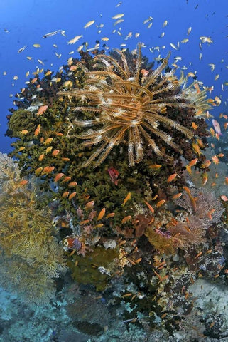Feather star atop reef outcrop, Papua, Indonesia White Modern Wood Framed Art Print with Double Matting by Shimlock, Jones