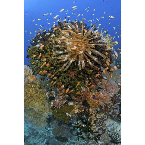 Feather star atop reef outcrop, Papua, Indonesia Black Modern Wood Framed Art Print by Shimlock, Jones