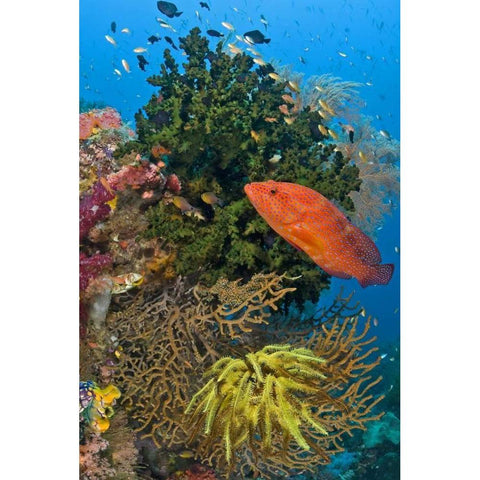 Coral trout swims past reef, Papua, Indonesia Black Modern Wood Framed Art Print by Shimlock, Jones