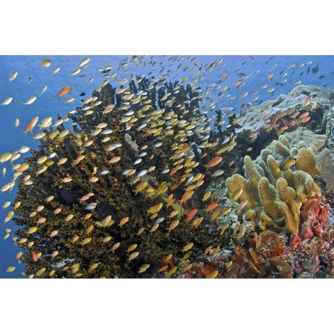 Fish swim past reef corals, Papua, Indonesia White Modern Wood Framed Art Print by Shimlock, Jones
