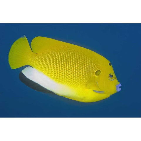 Angelfish, Raja Ampat, Papua, Indonesia White Modern Wood Framed Art Print by Shimlock, Jones