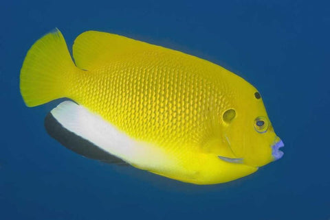 Angelfish, Raja Ampat, Papua, Indonesia White Modern Wood Framed Art Print with Double Matting by Shimlock, Jones