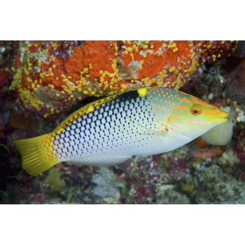 Colorful wrasse, Raja Ampat, Papua, Indonesia White Modern Wood Framed Art Print by Shimlock, Jones